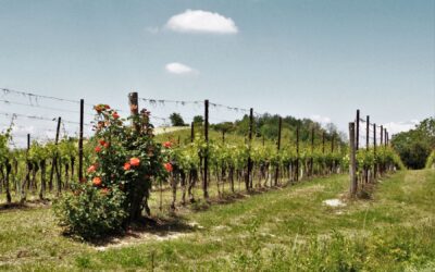 Wine Tour in Monferrato
